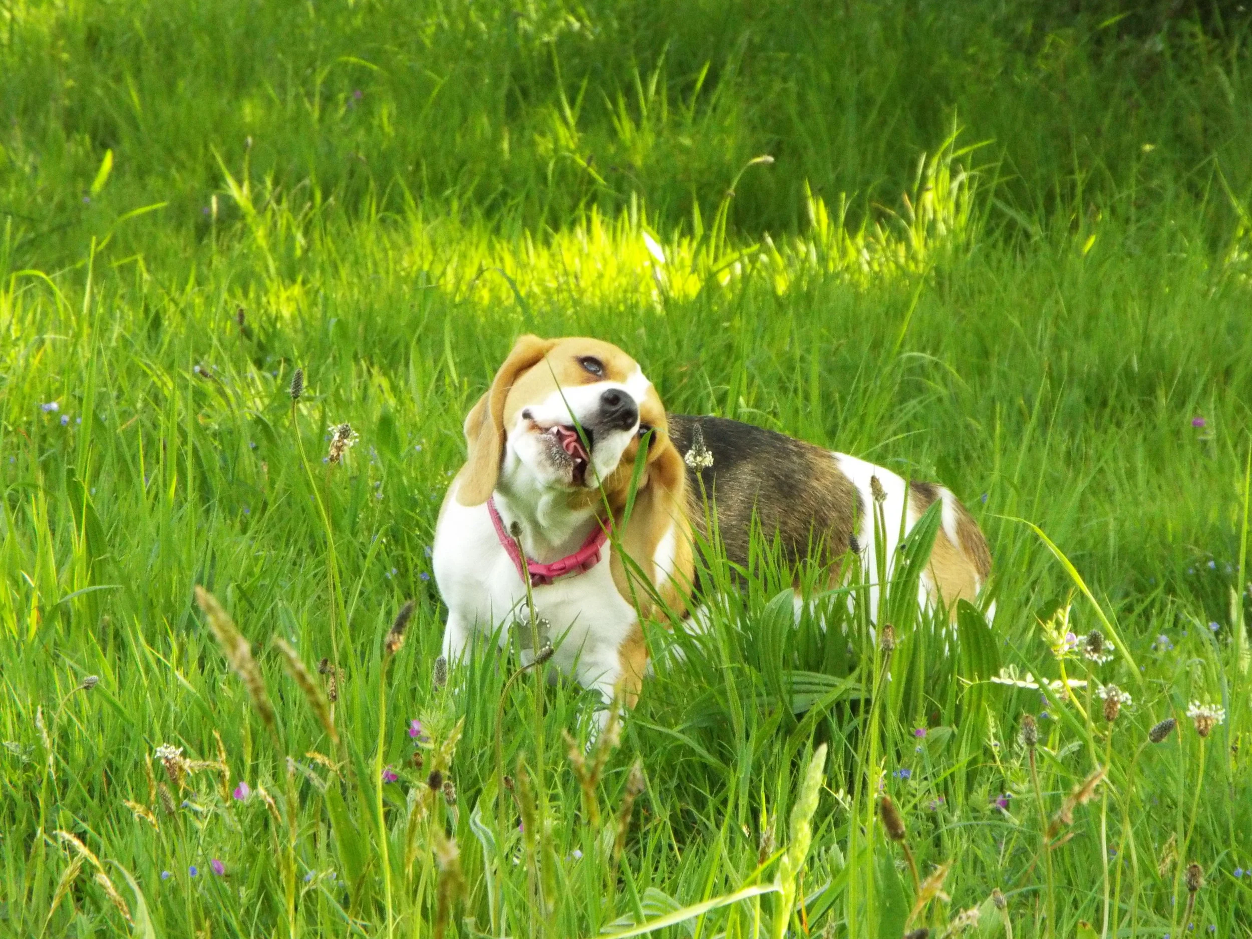 Weird And Wonderful Ways To Make Your Dog Happy