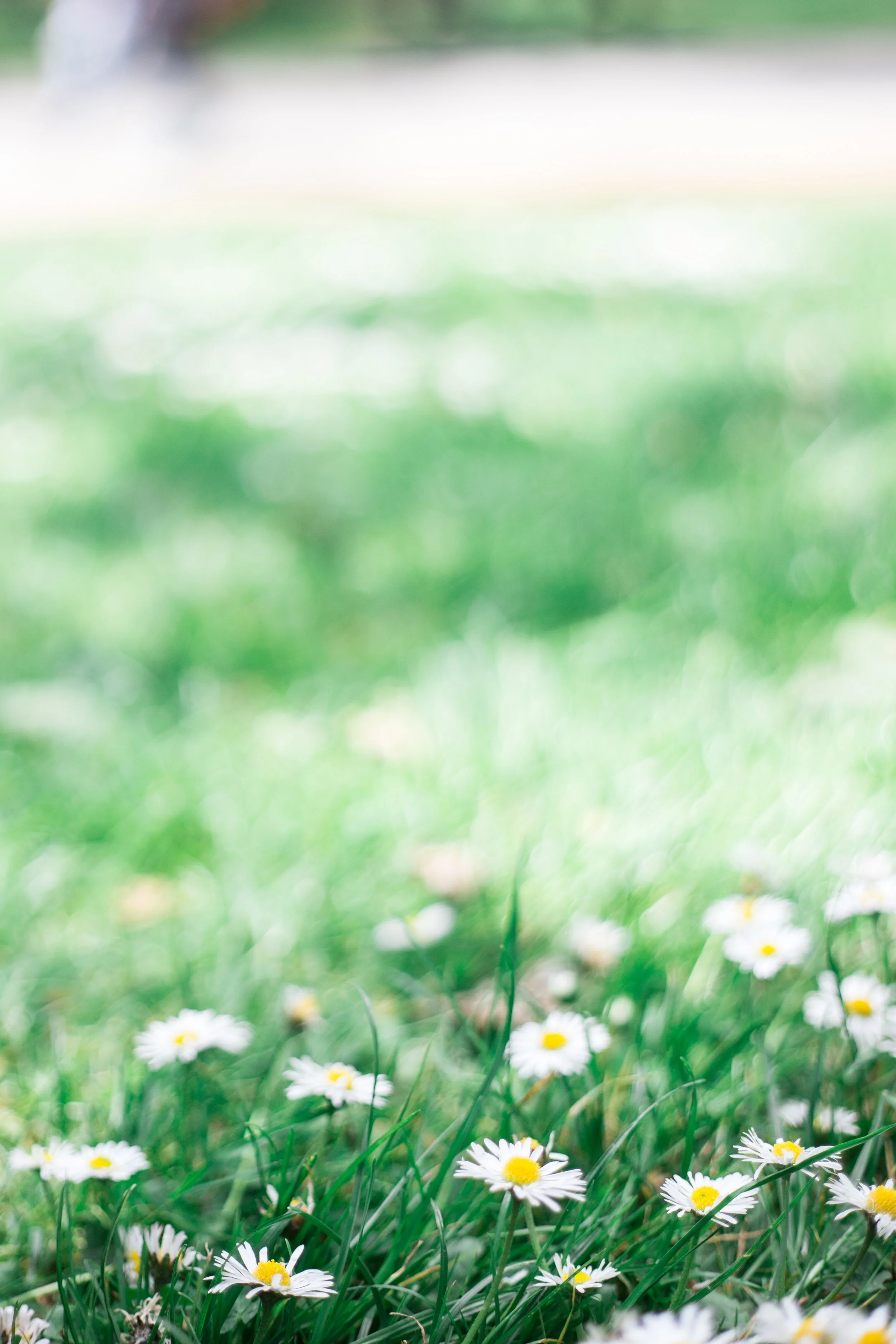 Garden To-Do Wish List