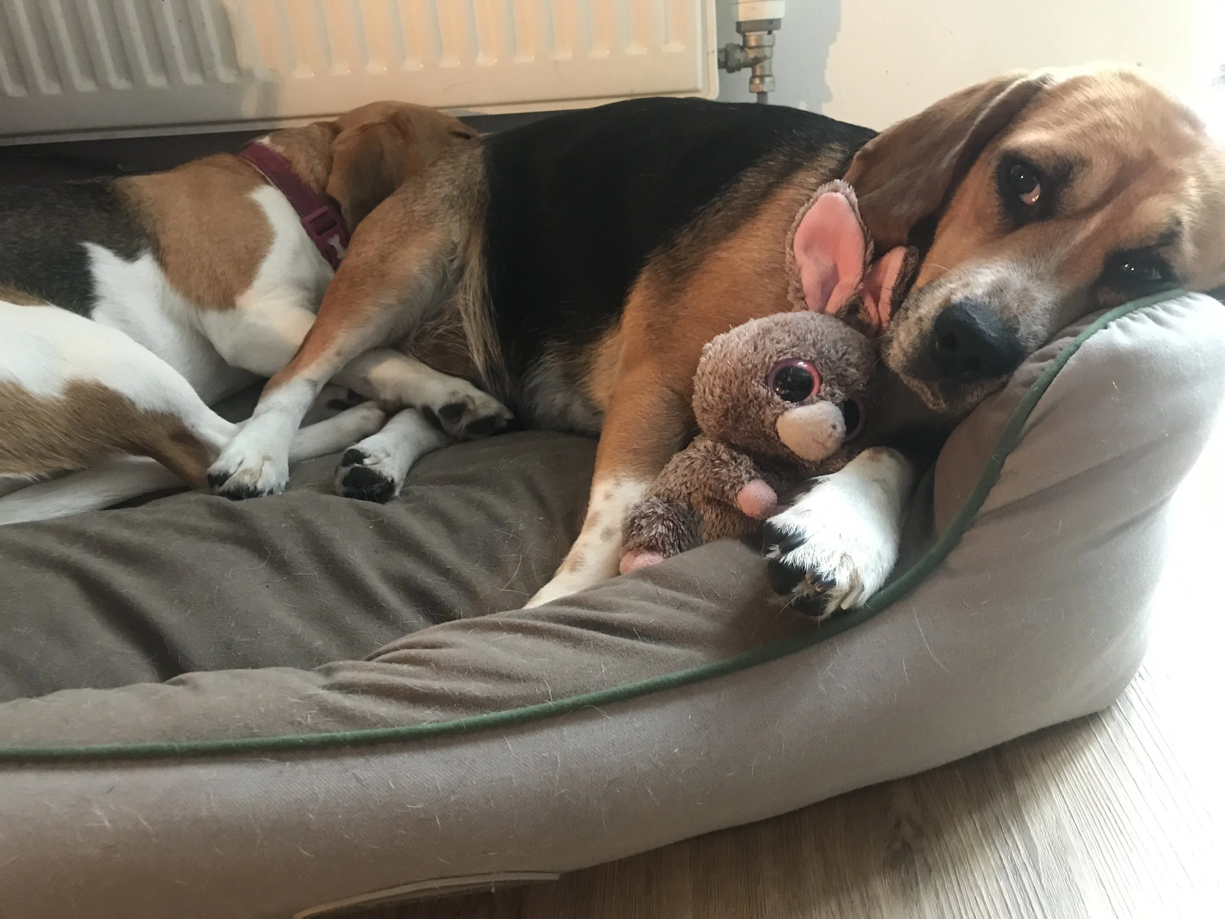 Preventing Diabetes in Your Pooch