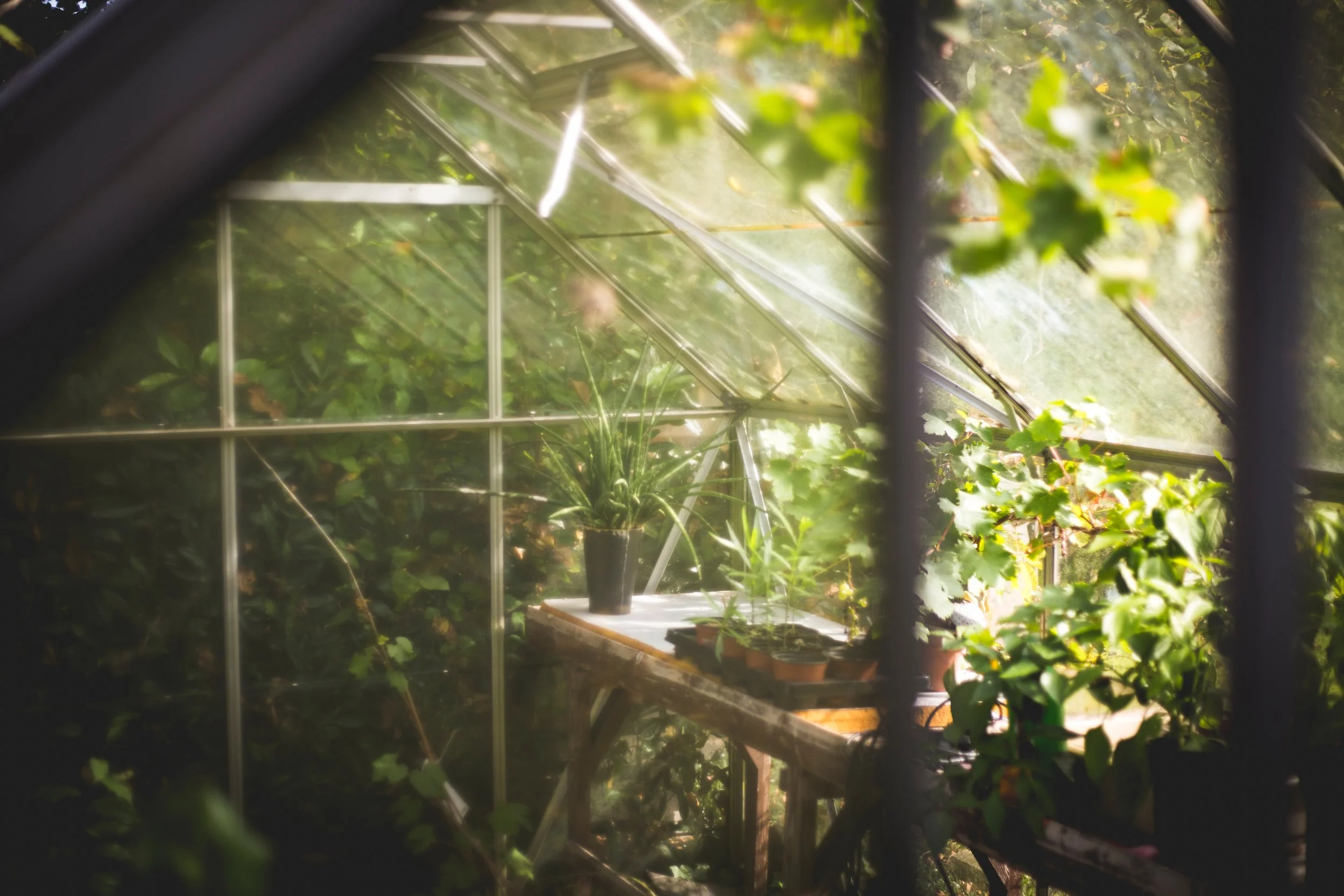 Plastic vs glass greenhouses – which should you choose?