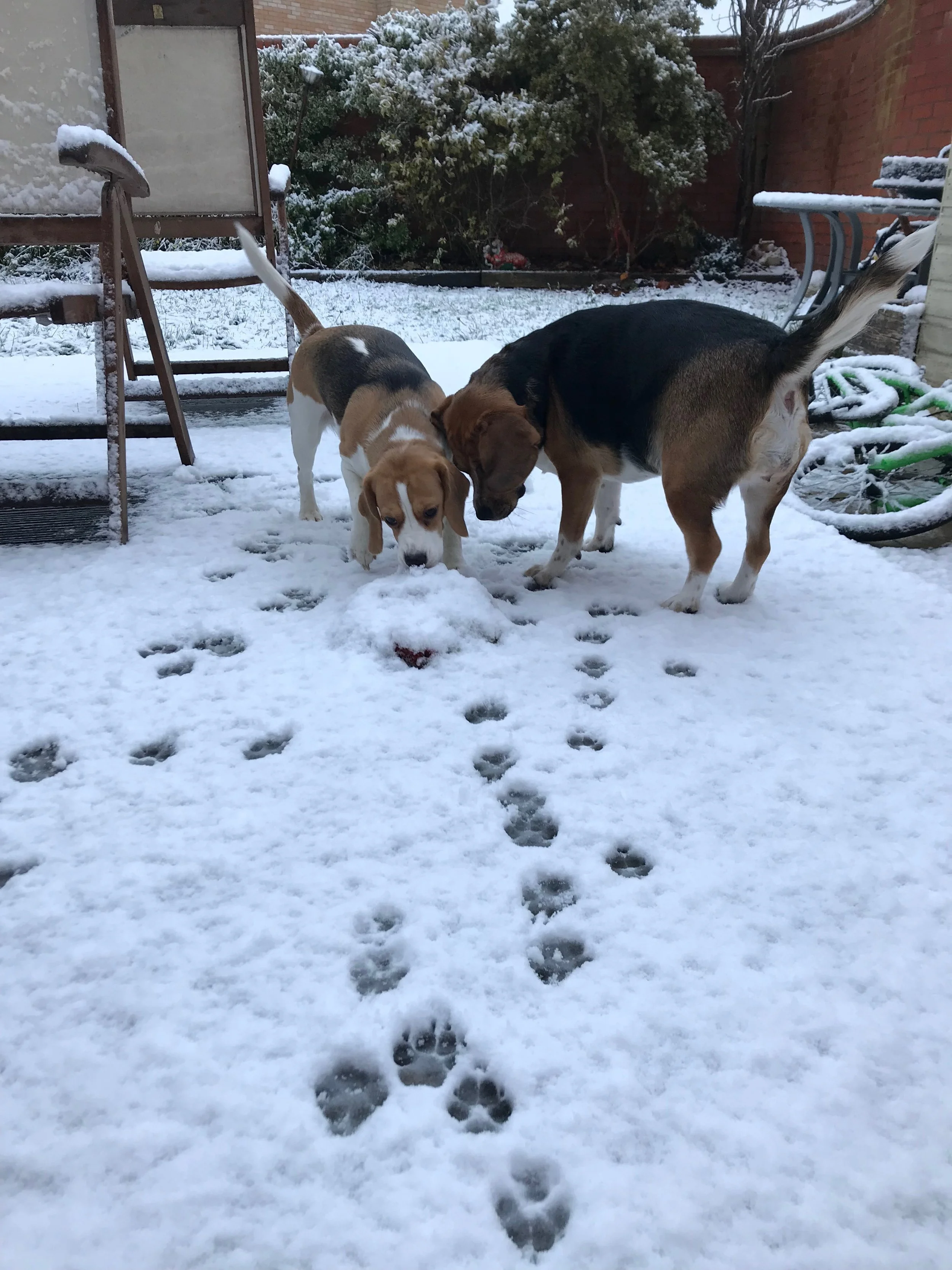 My two loving the snow and a Freshpet treat.