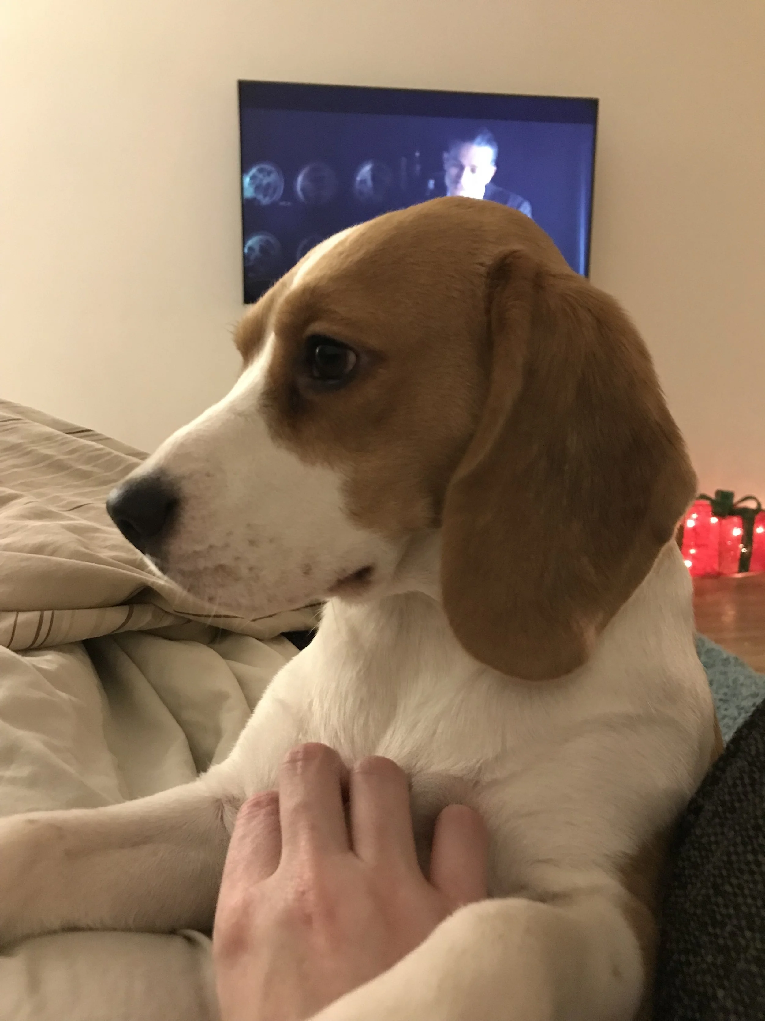 Anxiety in Dogs: Is Stress Affecting Your Pet? 