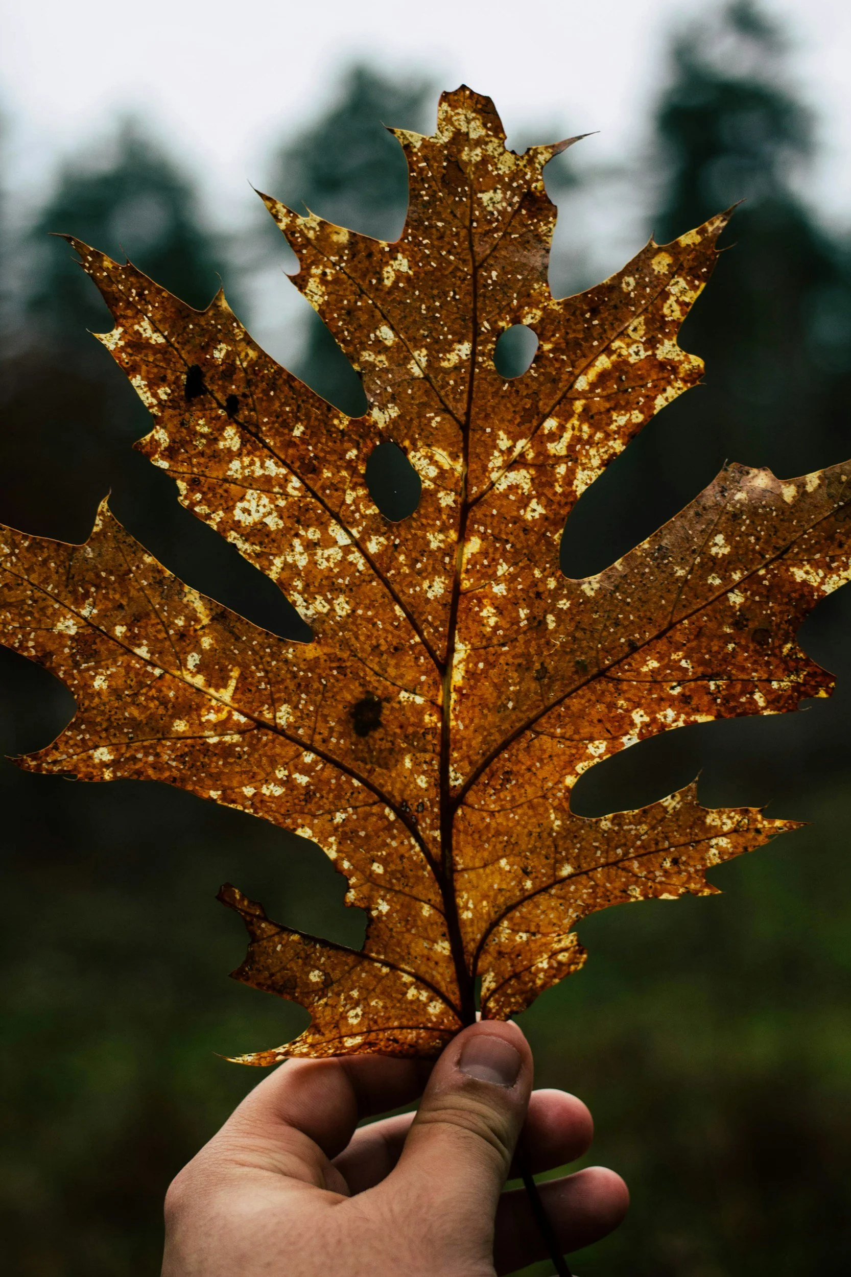 Finding Myself Again Through Chronic Illness