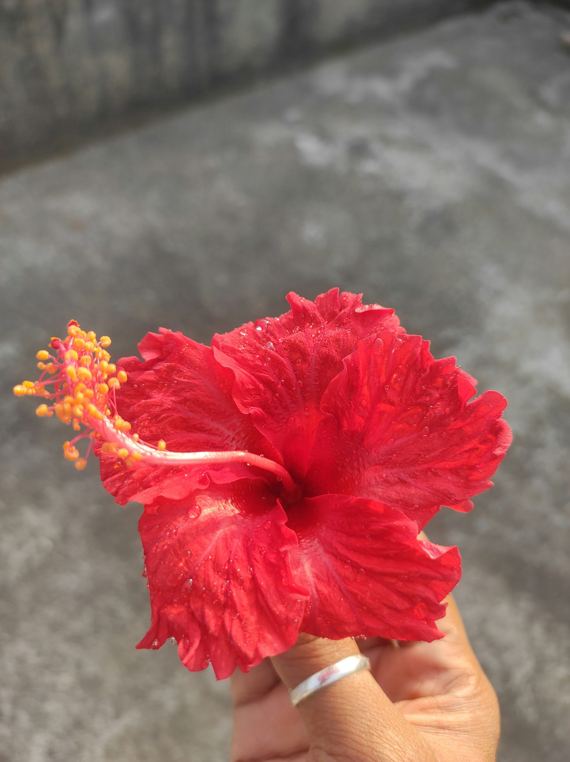 holding a single red flower