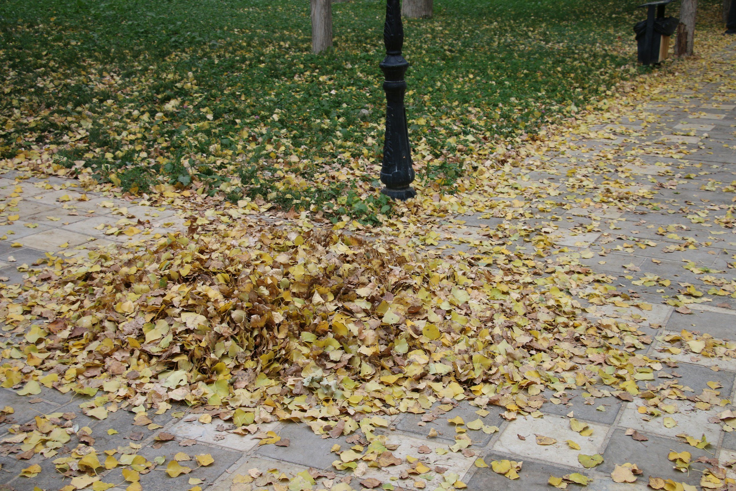 Leaf Blower Safety and Neighbour-Friendly Use