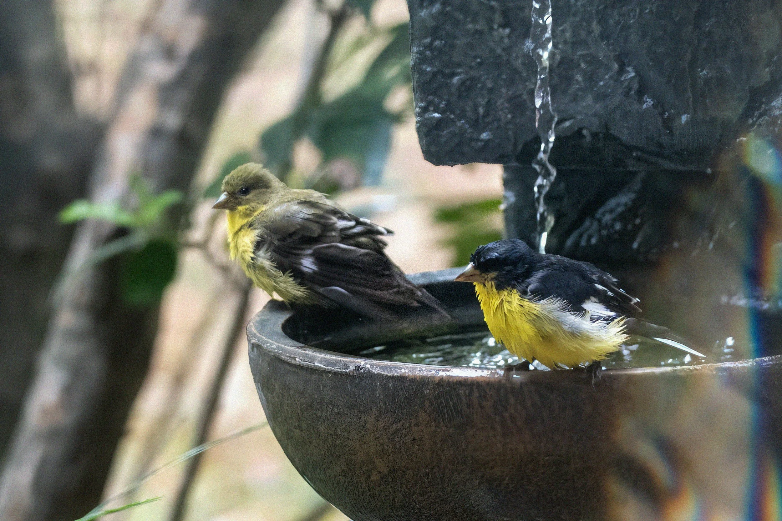 Bird bath with two birds