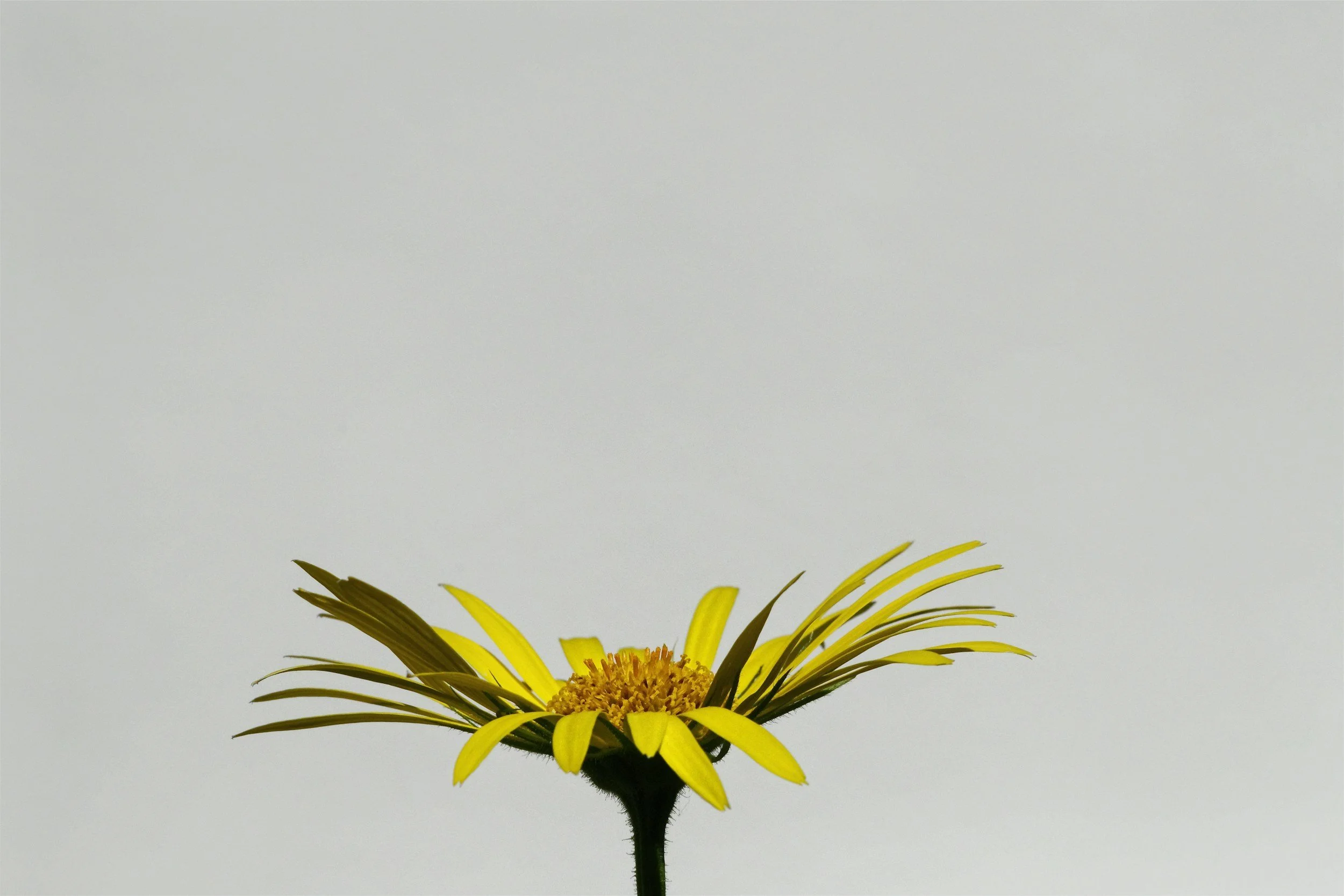 a sparse yellow flower up close