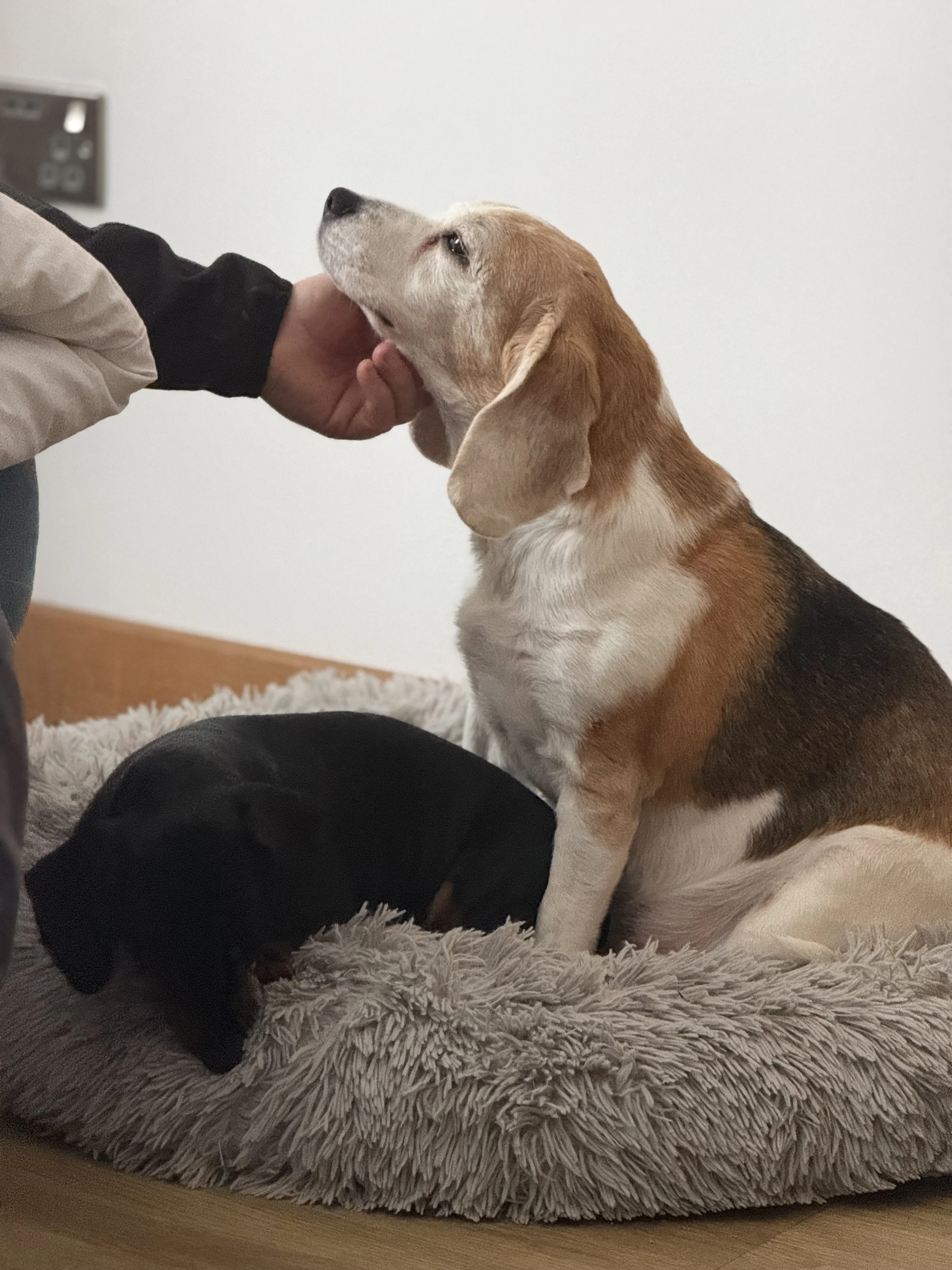 Nearly 11 and Still Causing Mischief – Life With an Older Beagle