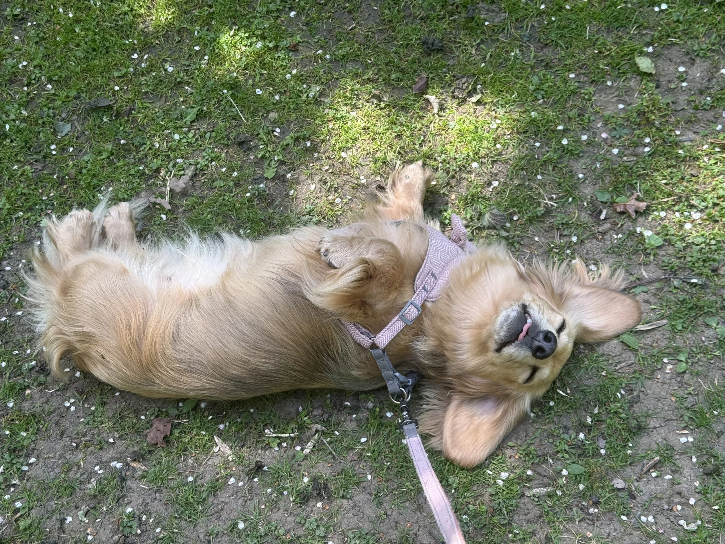 Long haired cream mini dachshund