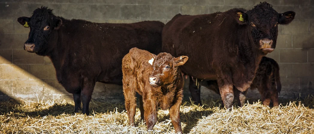 Healthy, Sustainable, Grass Fed Beef