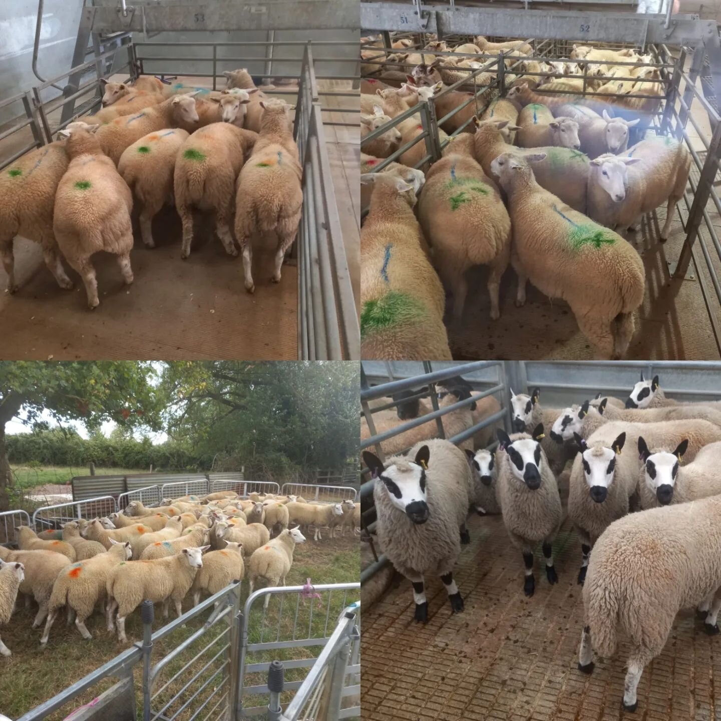 Now we've finished harvest, it's been a few days of sheep jobs for us ... Taking some fat lambs to market and seperating out some breeding stock to add the flock. I got a little tempted by a gorgeous group of Kerry Hills but, much to my families disa