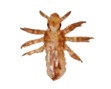 Nymph form. (cdc photo)