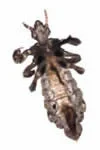 Adult louse. (cdc photo)
