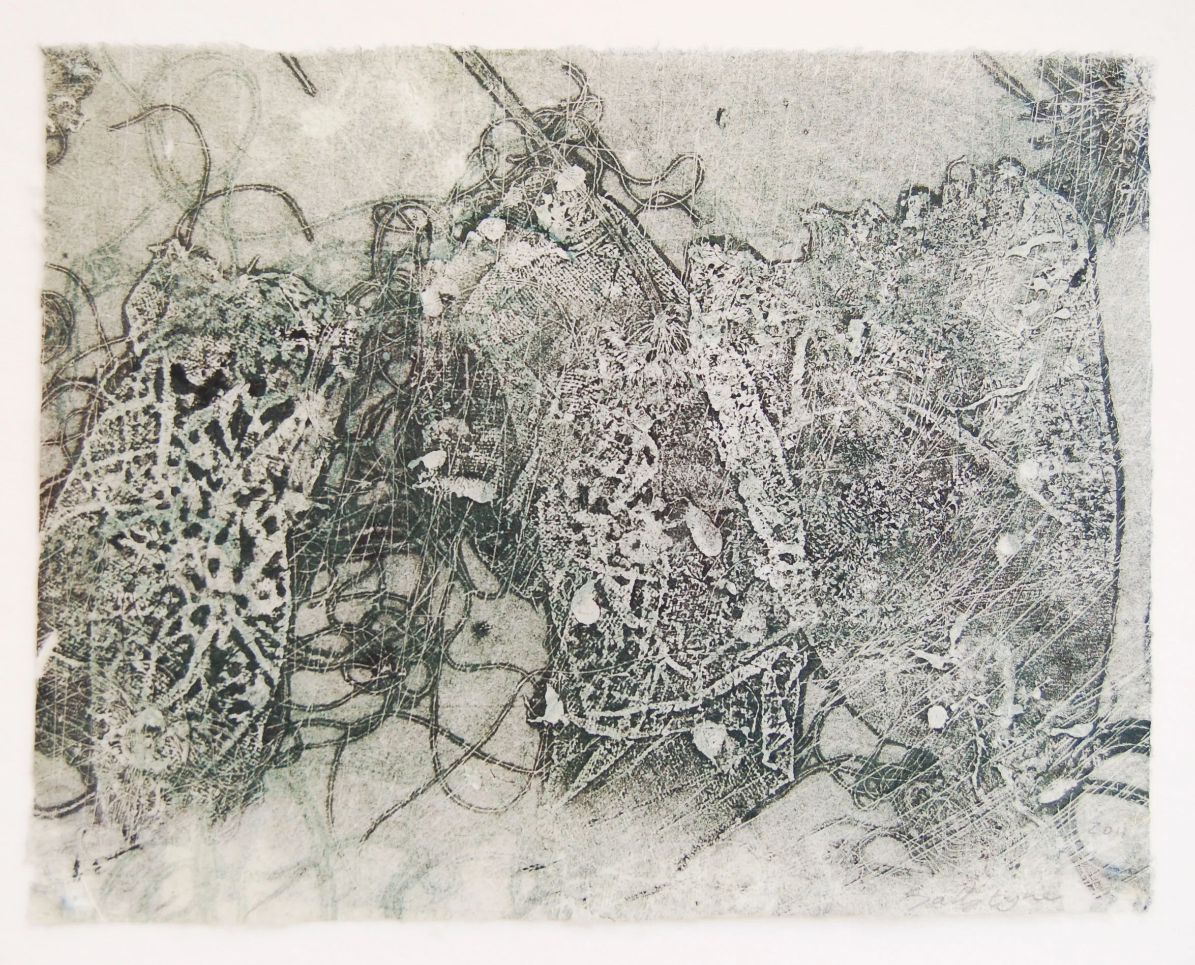 Pods and seeds iv