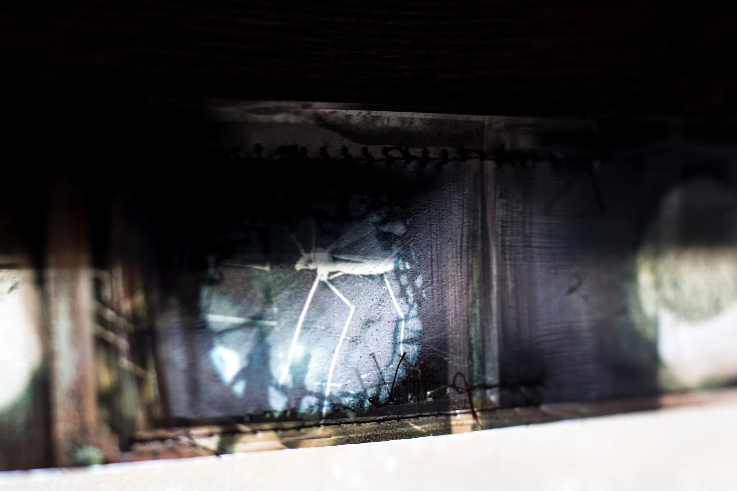 Boardwalk hide insect detail ST work.jpg