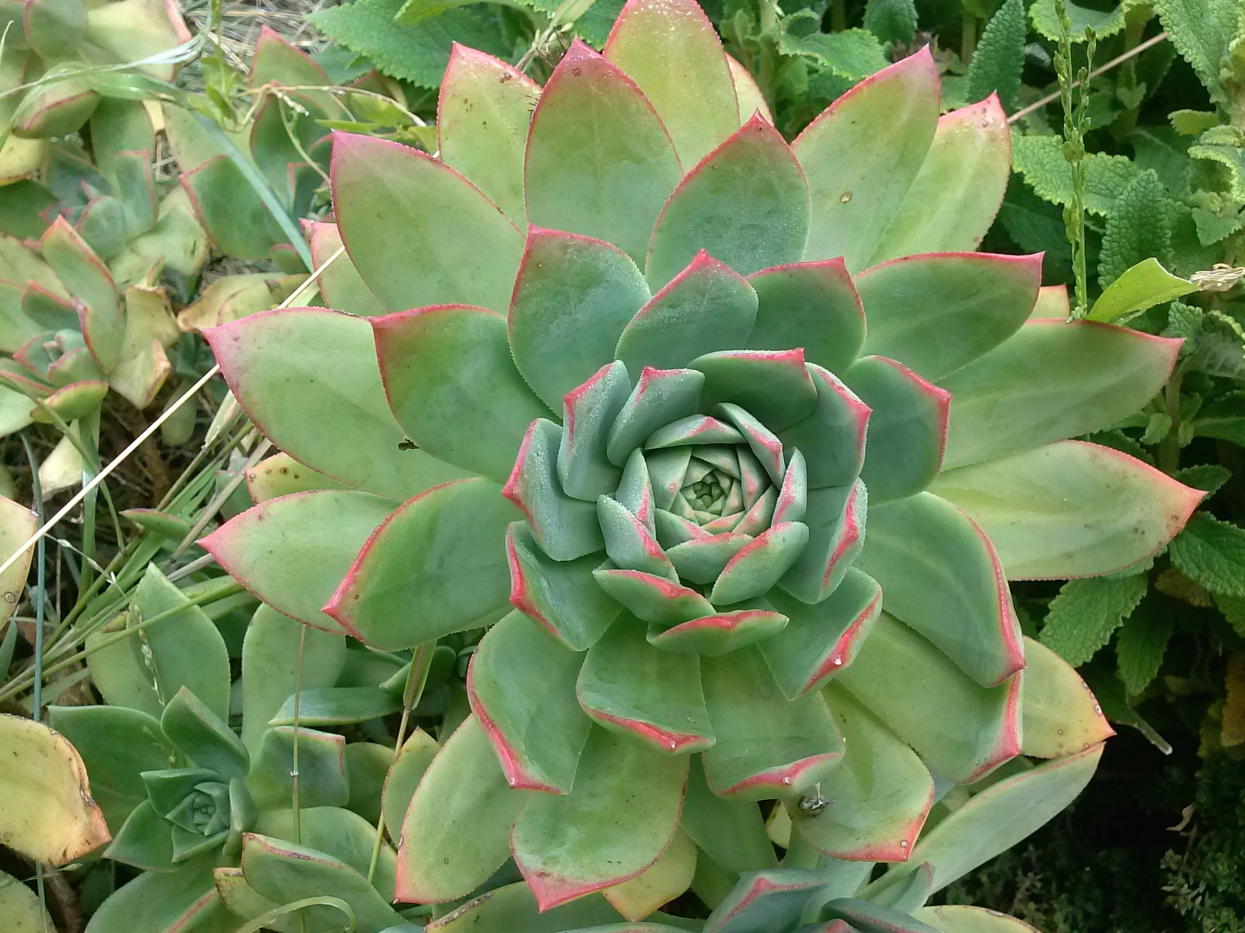 succulent.jpg
