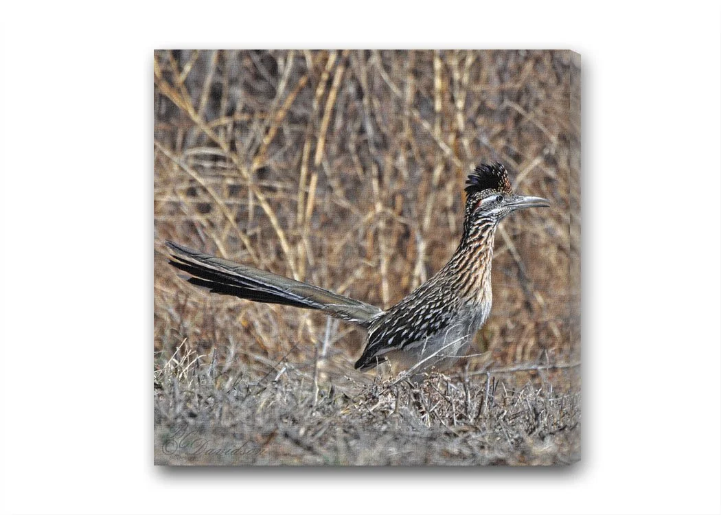 Roadrunner.jpg