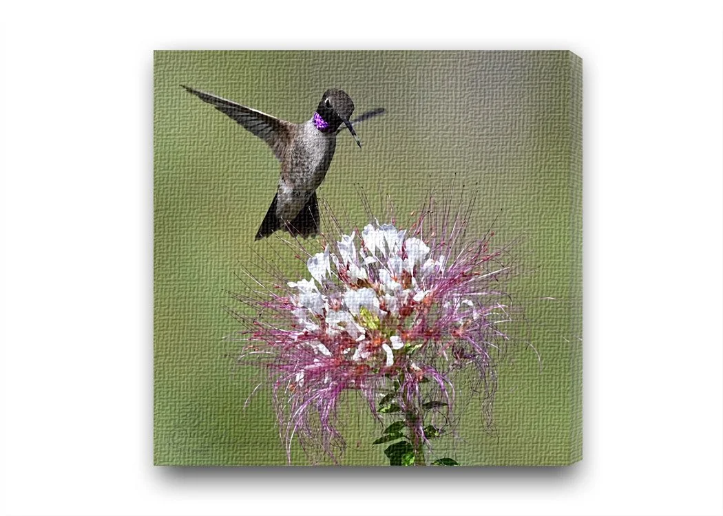 Hummer on Clammyweed new.jpg