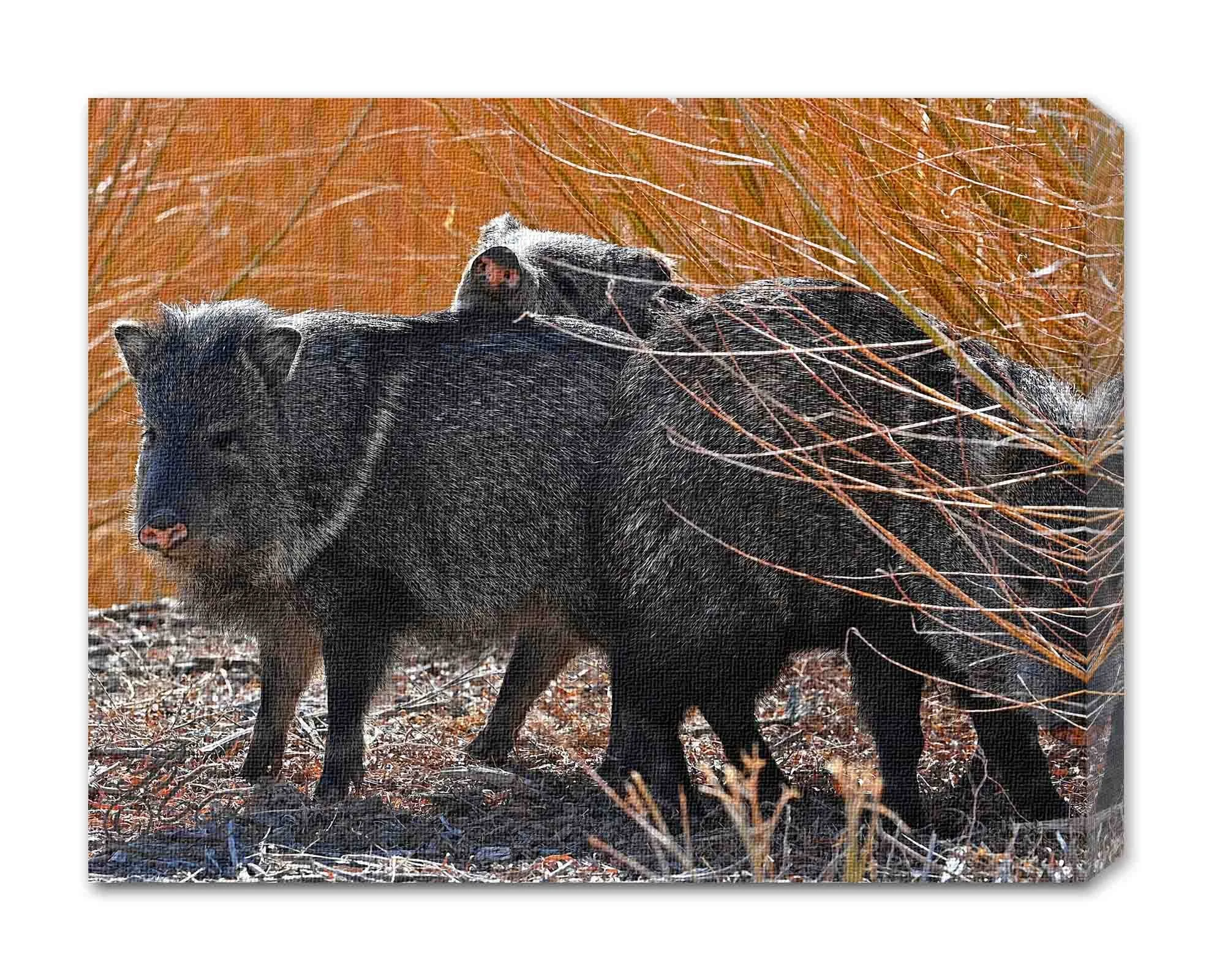 Javelinas.jpg
