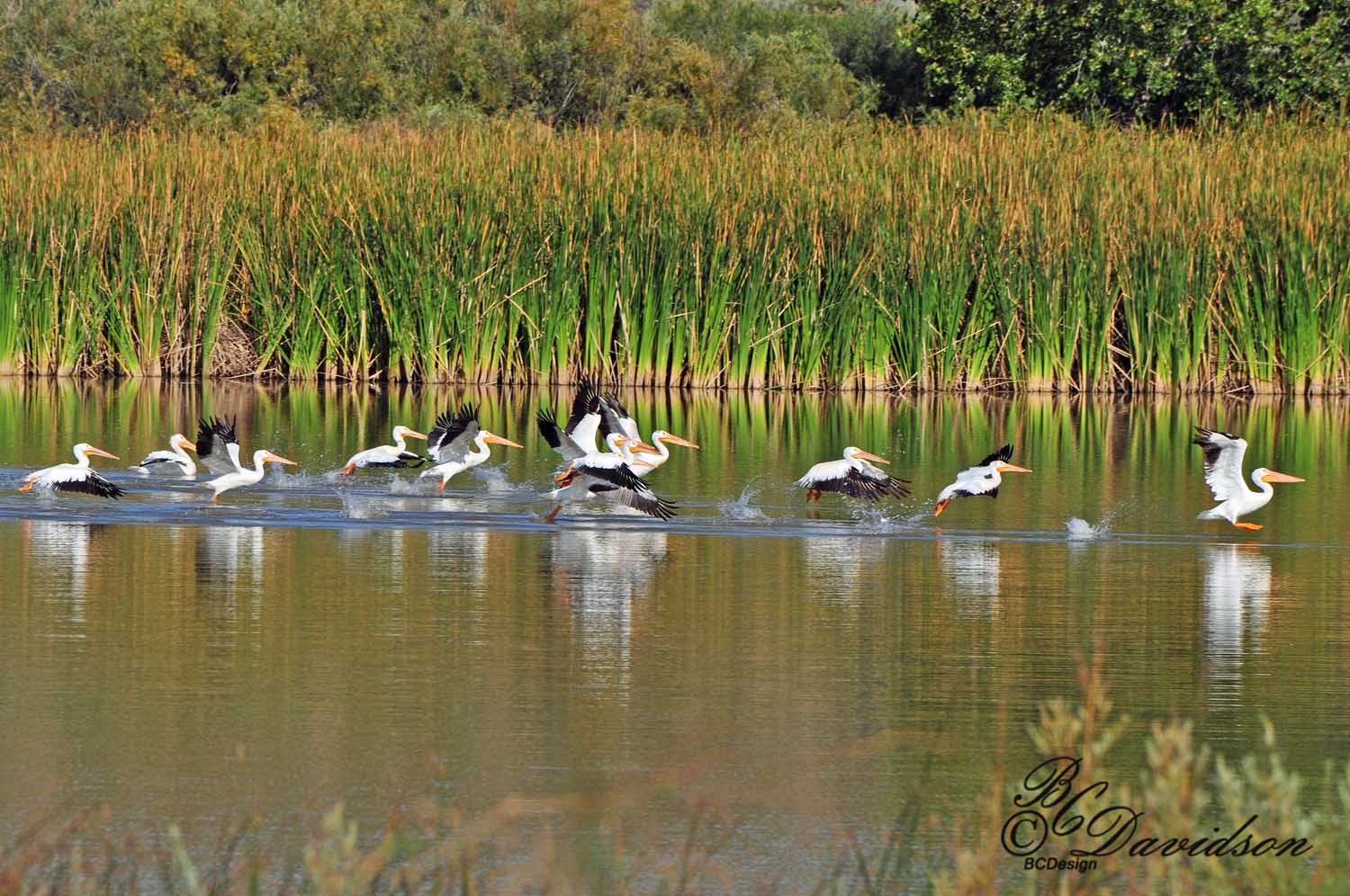 Pelicans at Bosque del Apache, NM.jpg