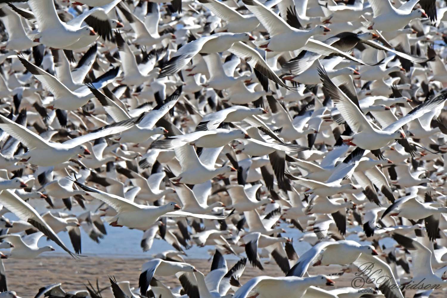 Snow Geese Mass Ascension