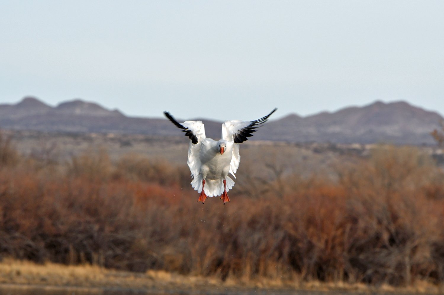 Snow Goose Coming in for Landing