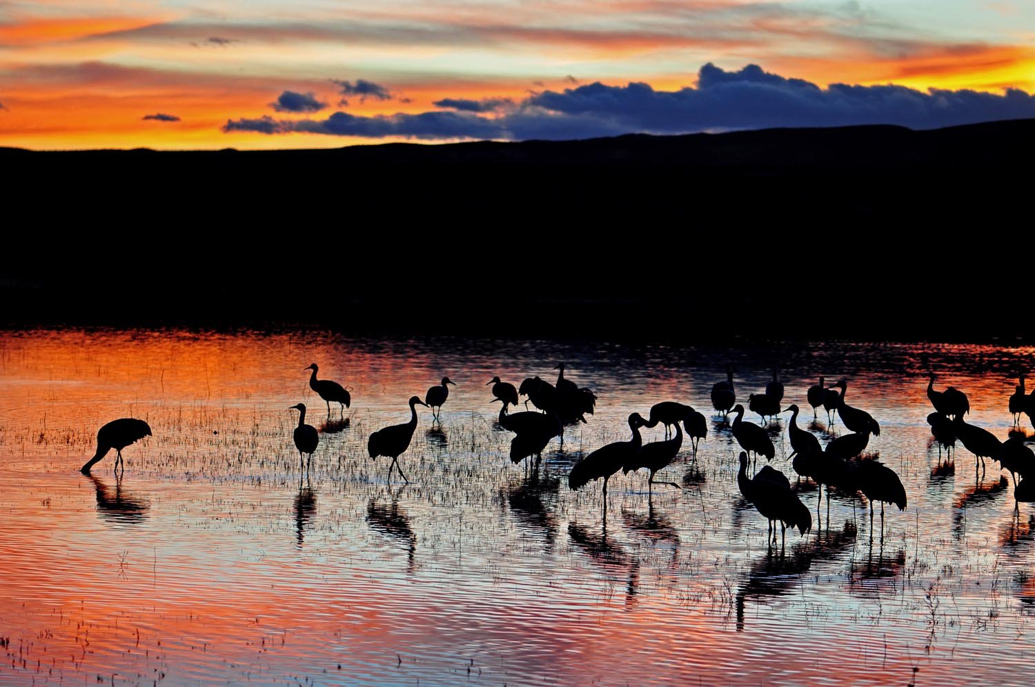 New Mexico Sunset with Sandhill Cranes