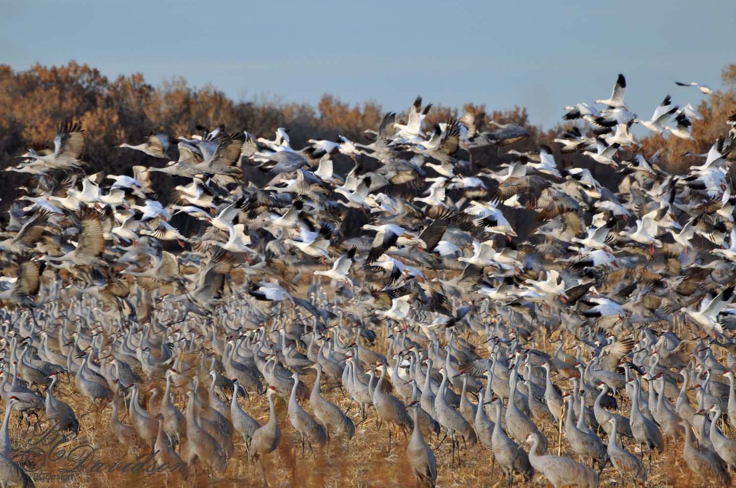 Mass Ascension of Snow Geese and Sandhill Cranes