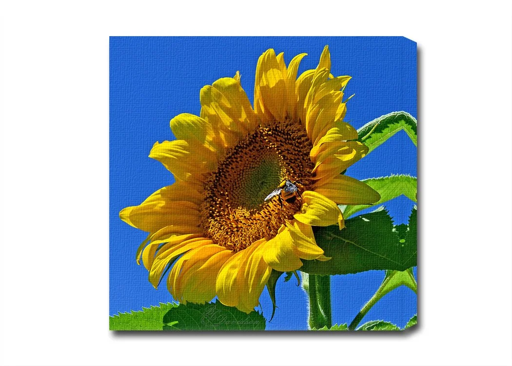 Bee on Sunflower.jpg