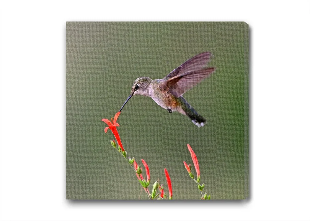 Broad tailed on Firecracker.jpg