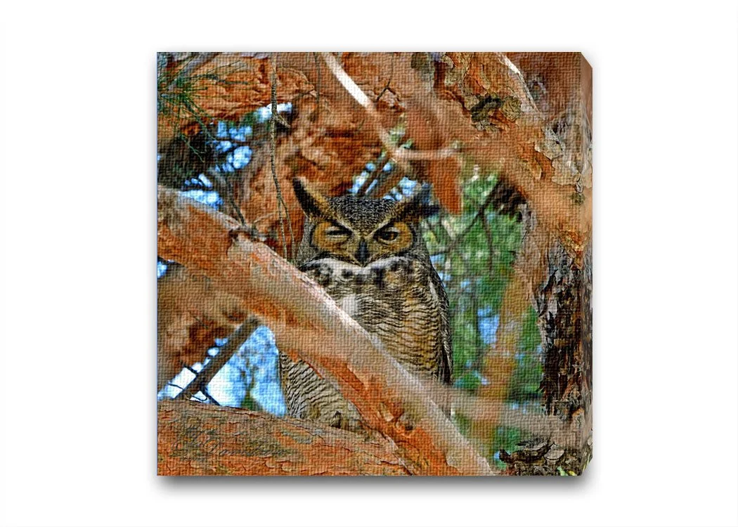 Great Horned Owl.jpg