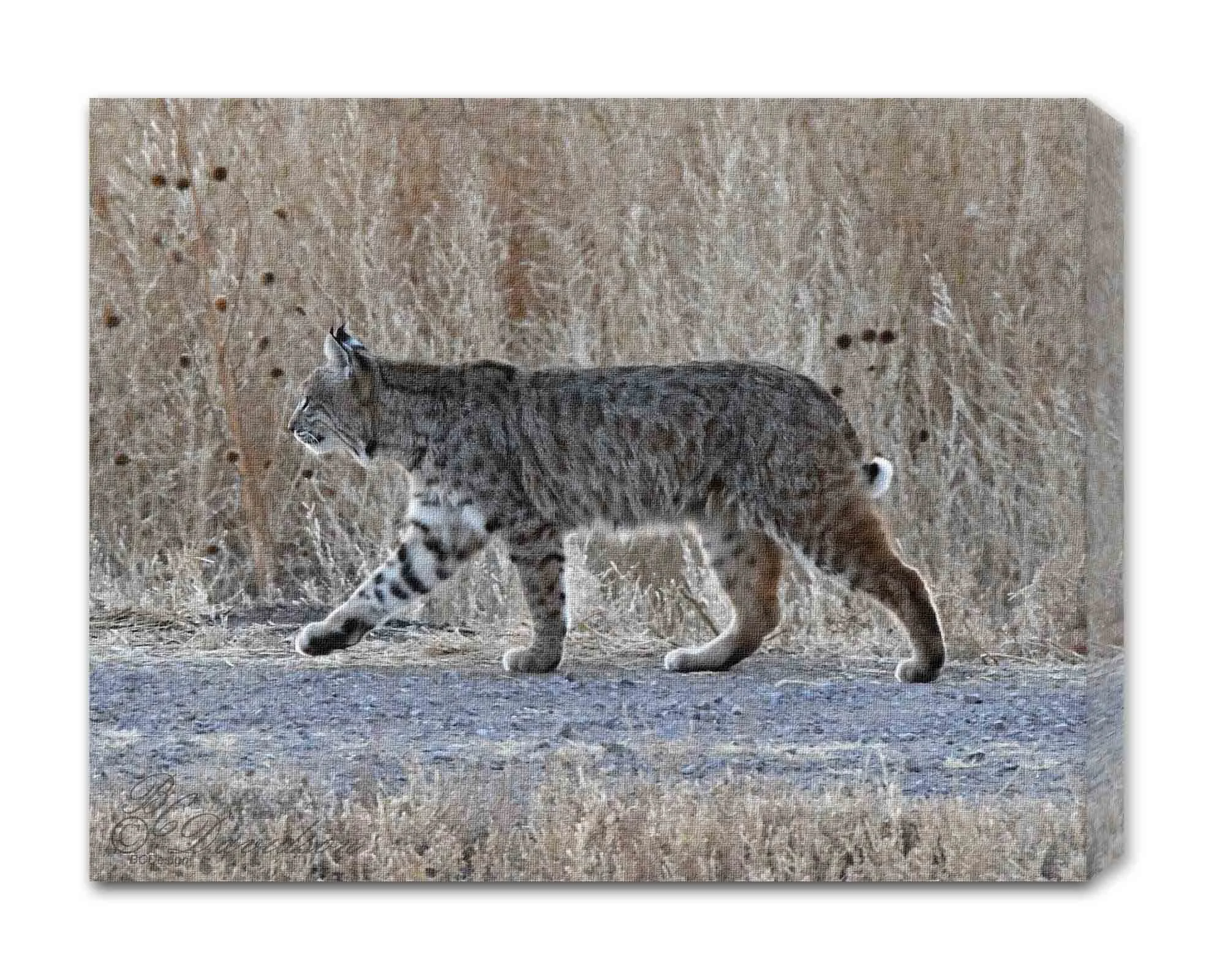 Bobcat.jpg