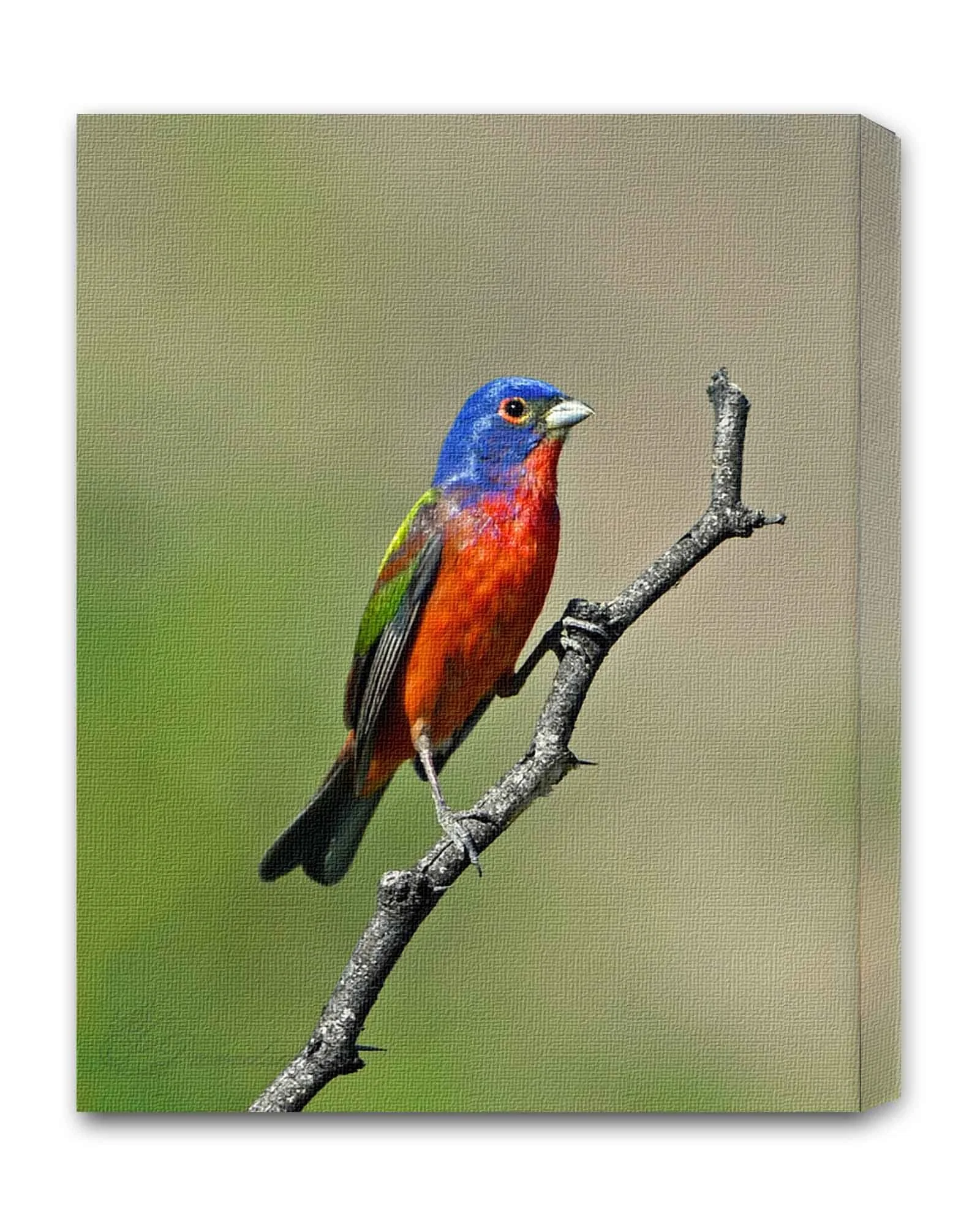Painted Bunting.jpg