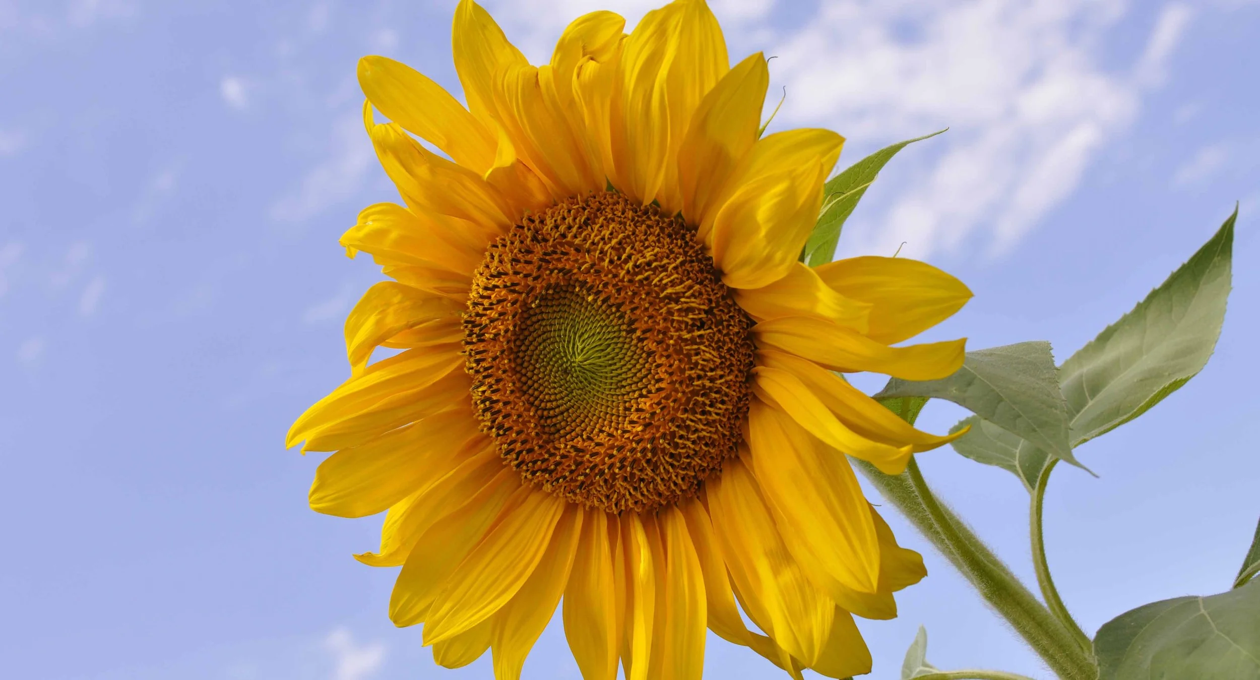 sunflower.jpg