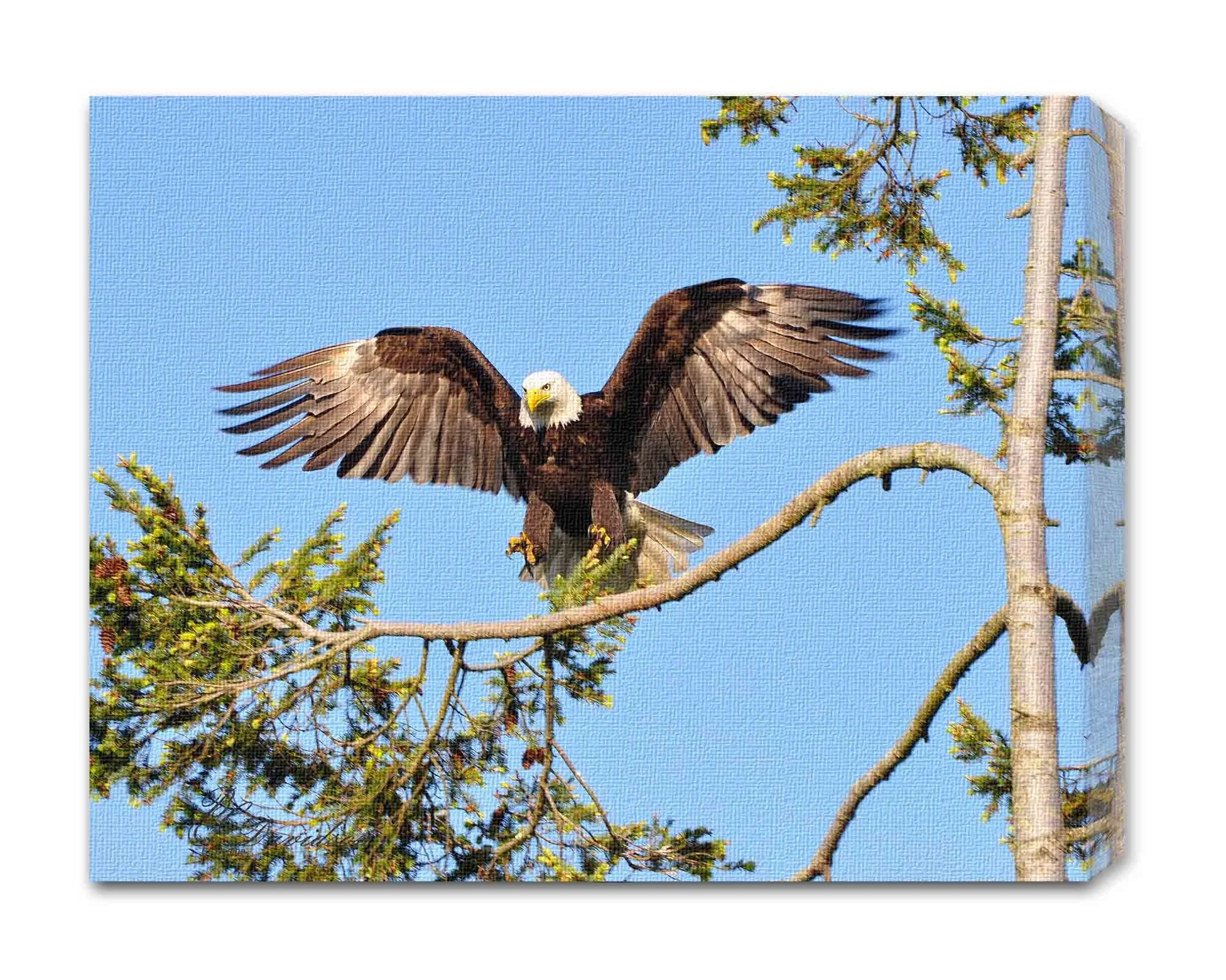Eagle landing.jpg