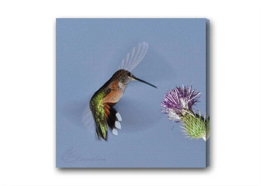 Hummer Thistle.jpg