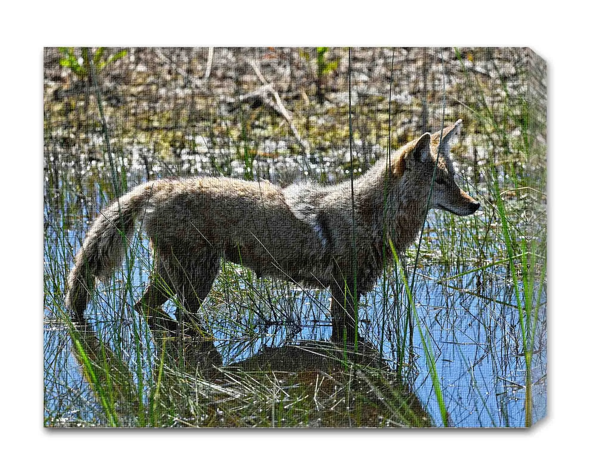 Coyote in Water.jpg