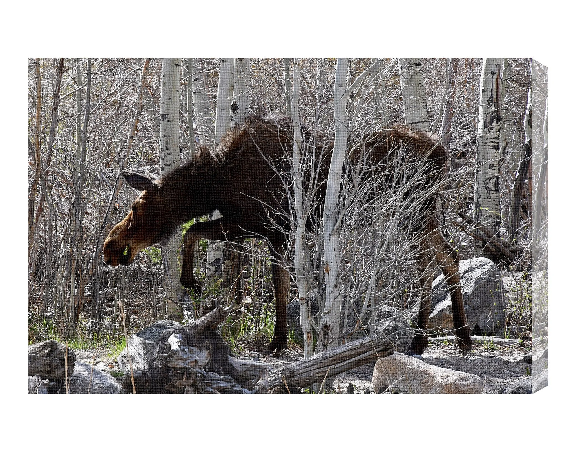 Moose.jpg