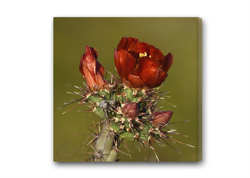 Cactus red.jpg