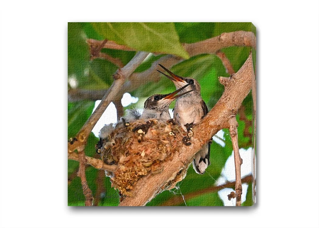 Hummer Babs.jpg