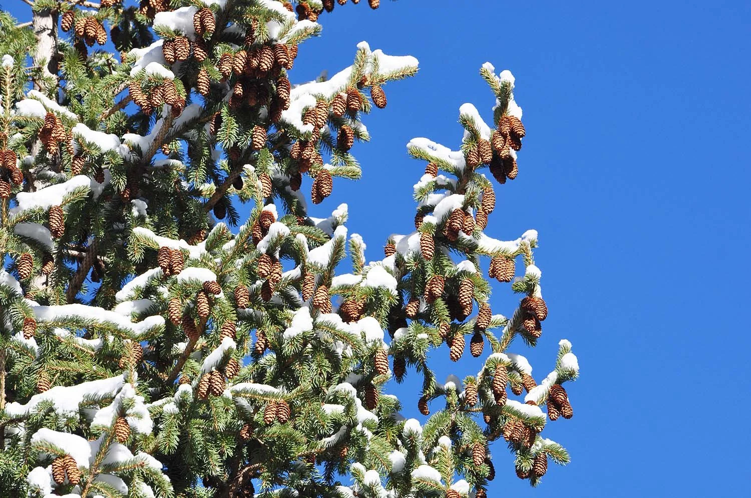 Winter greeting cards 0203 light.jpg