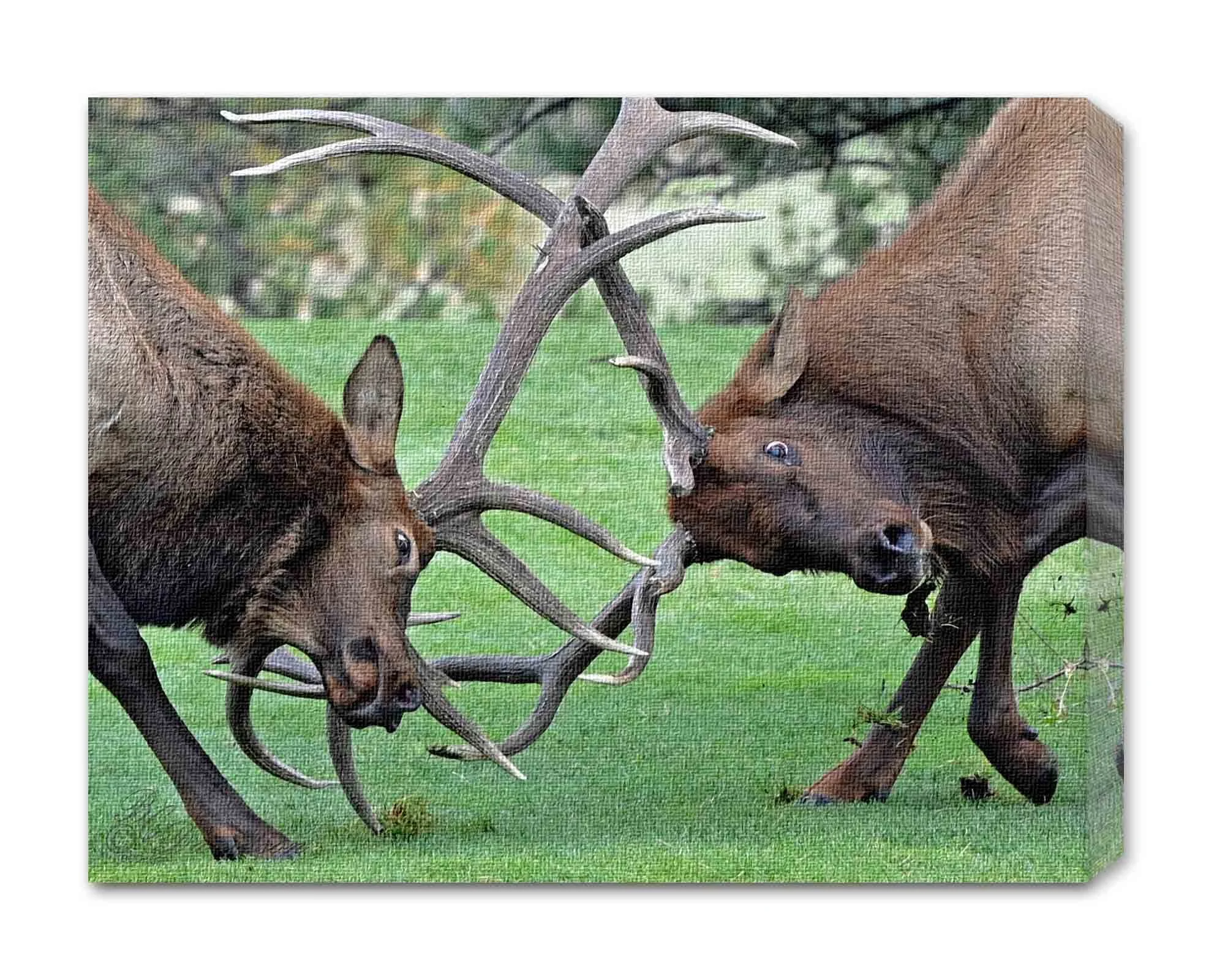 Elk Fight.jpg