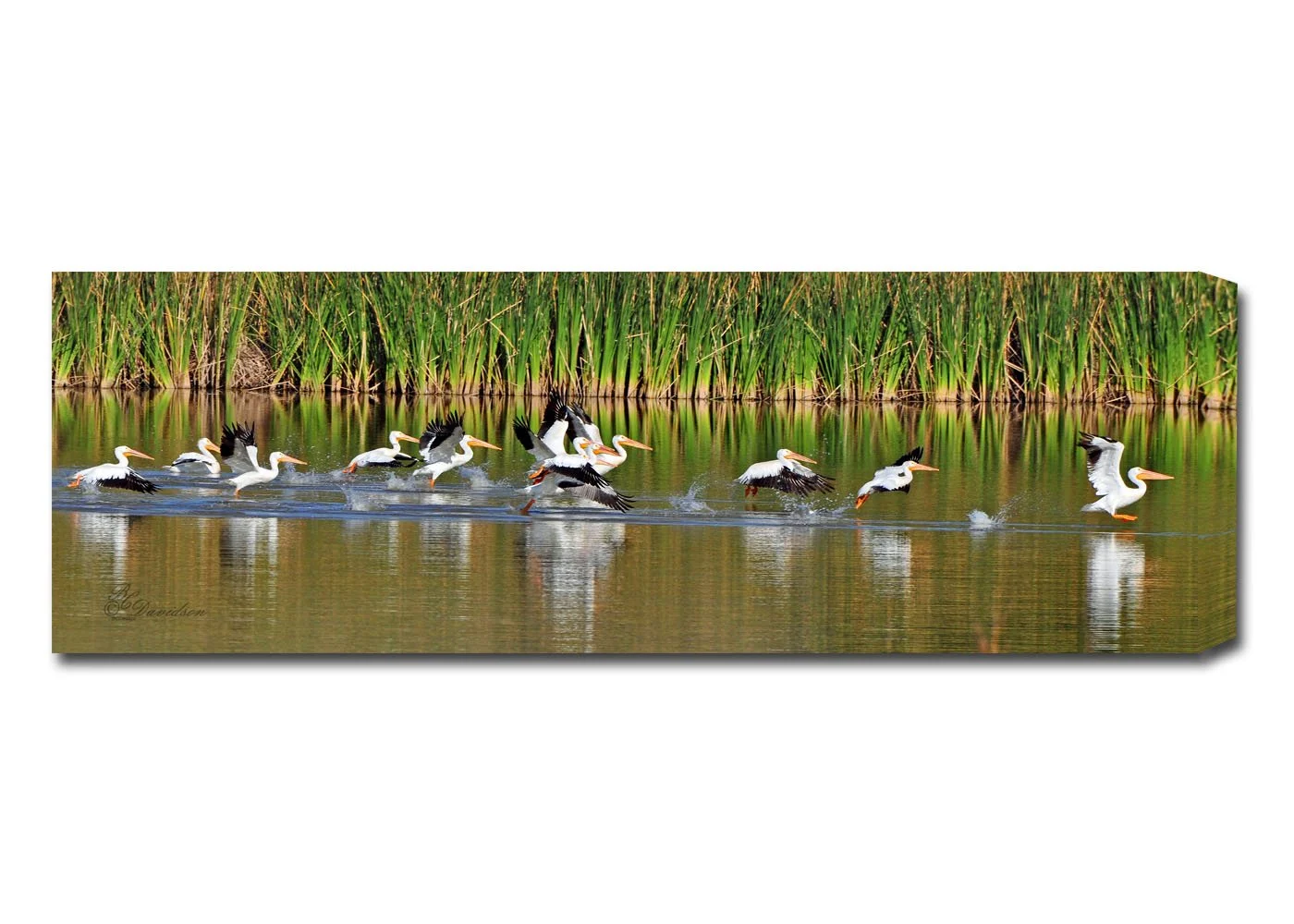 Pelicans.jpg