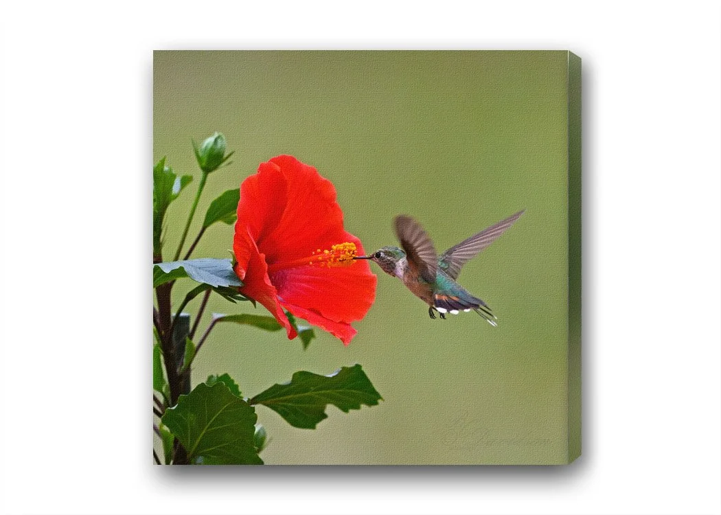 Hummer on Hibiscus.jpg