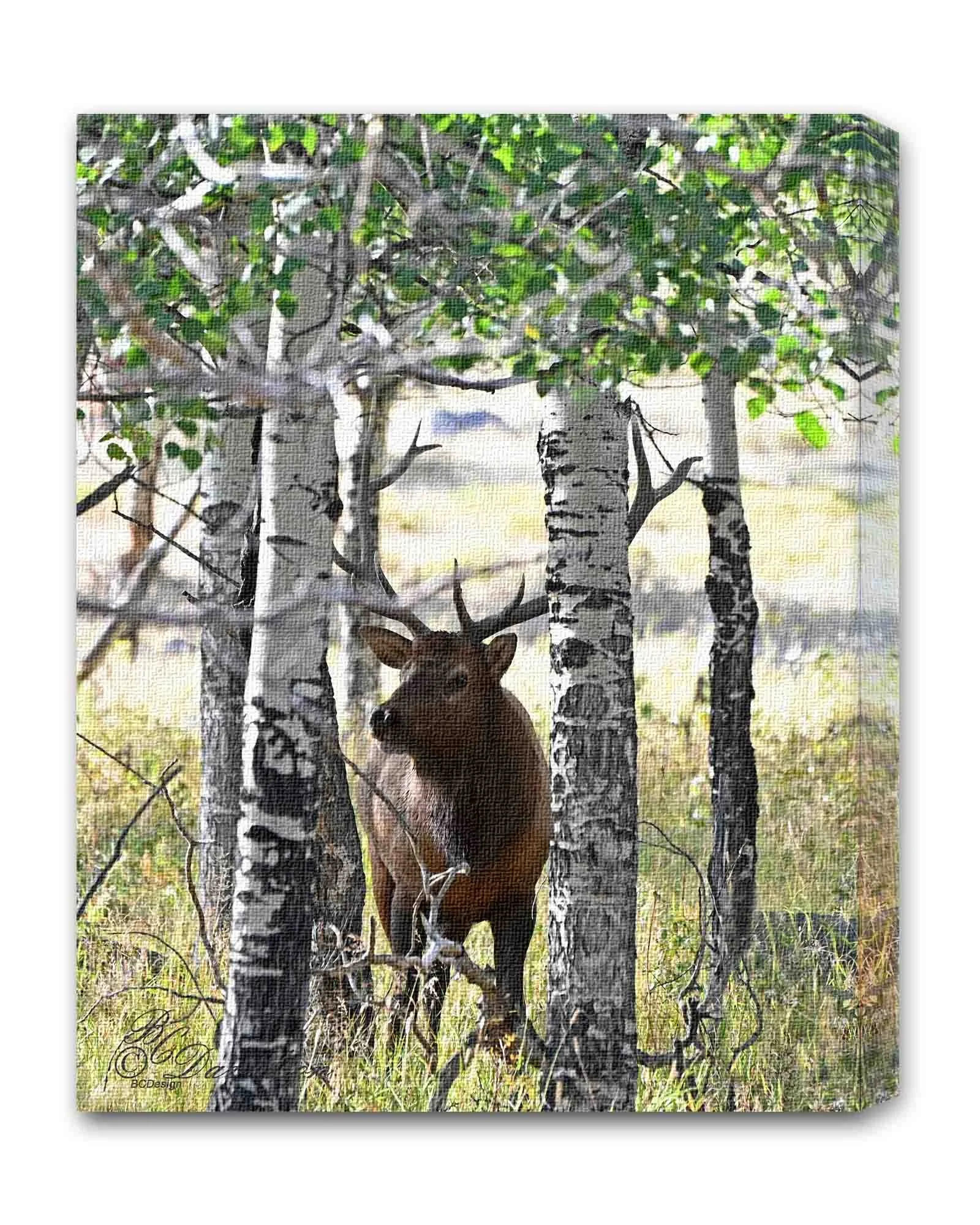 Elk in ASpen.jpg