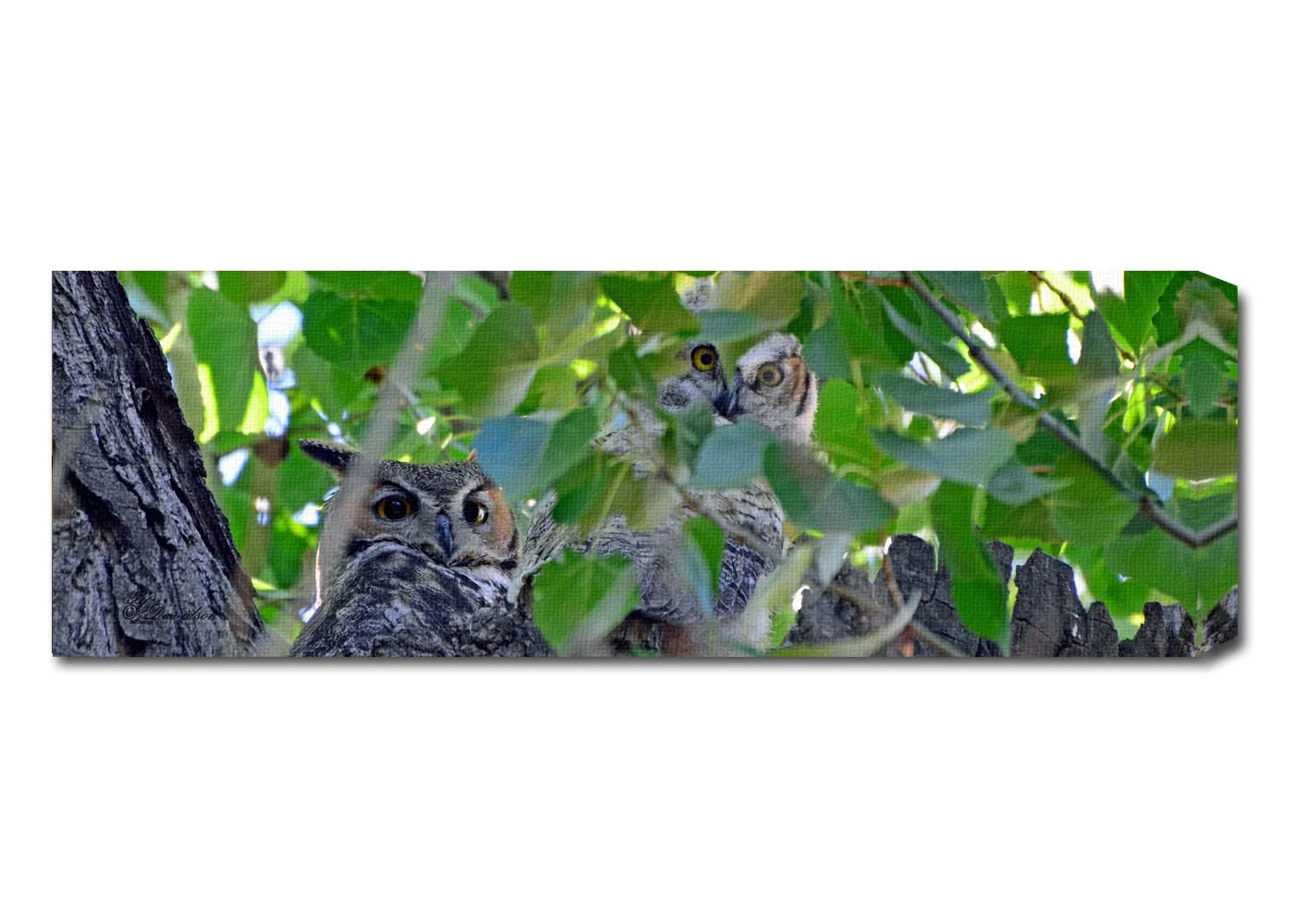 GHO and Owlet Pano.jpg