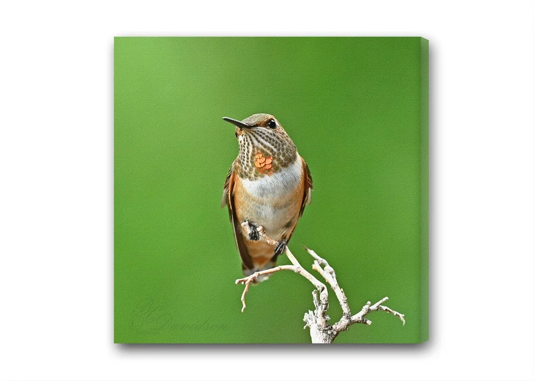 Hummer Rufus sitting.jpg