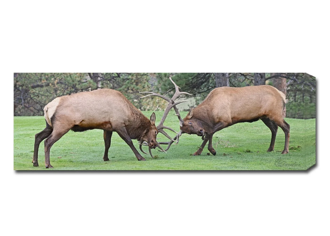 Bull Fight Pano.jpg