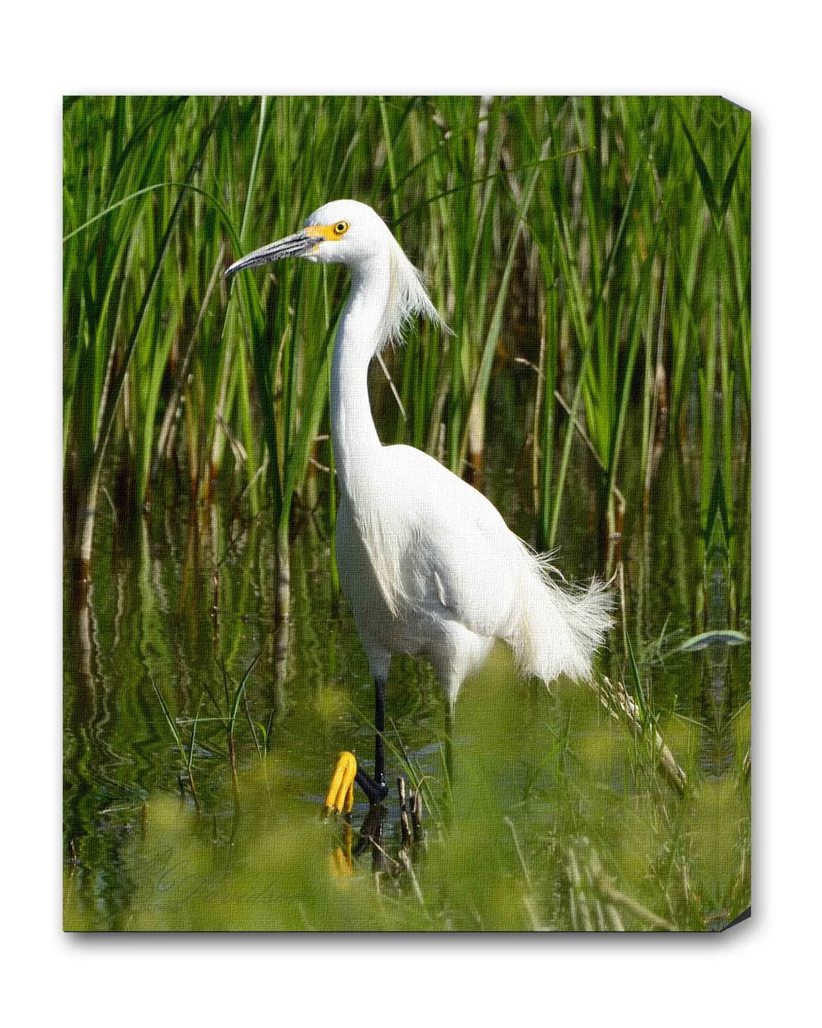Egret.jpg