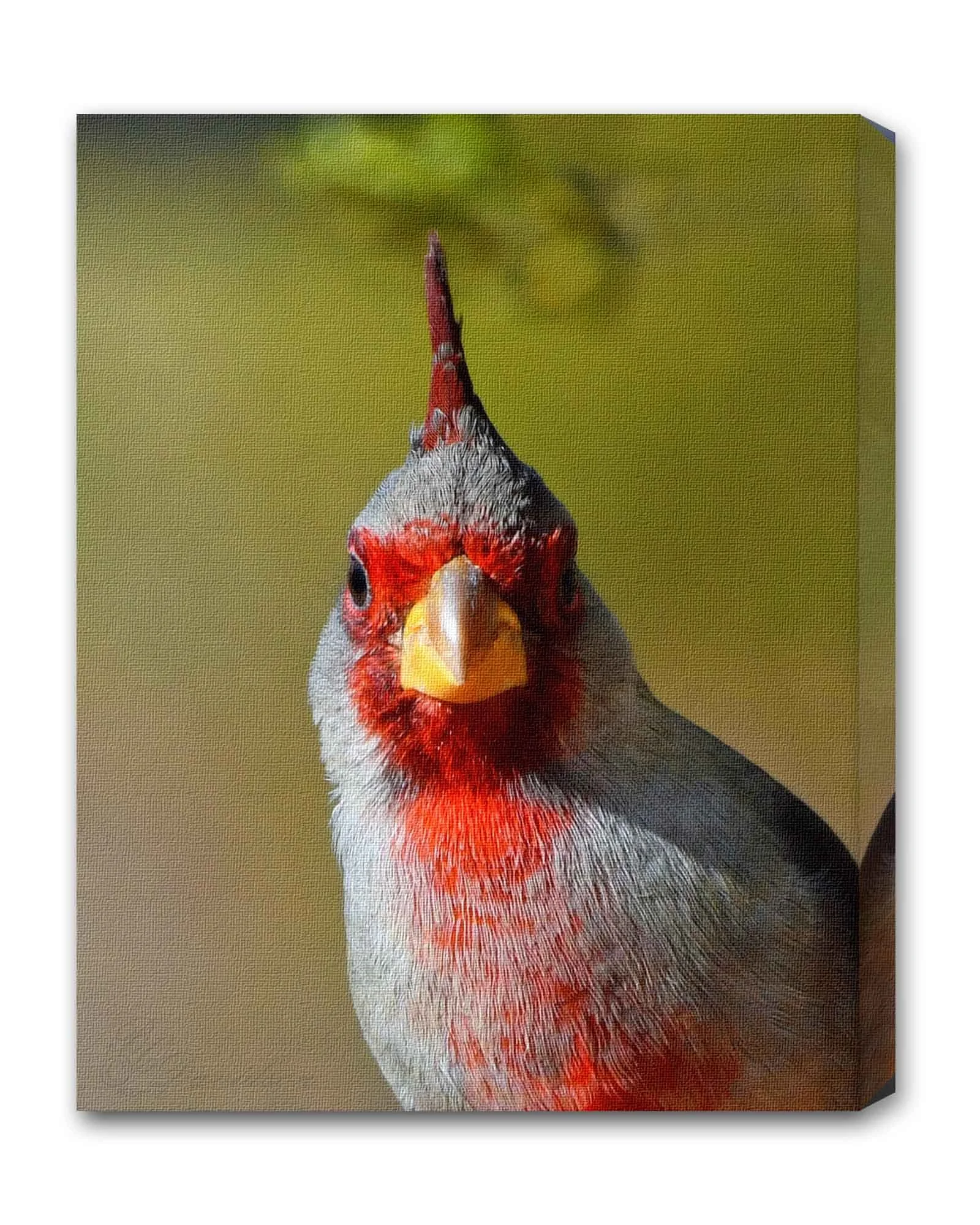 Phyrrhuloxia.jpg